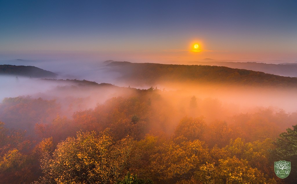 Nebel fotografieren: Tipps für außergewöhnliche Fotos